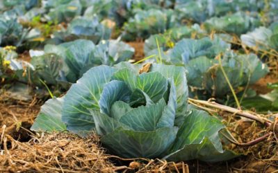 Evaluation of Sprayers For Cabbage Pest Control