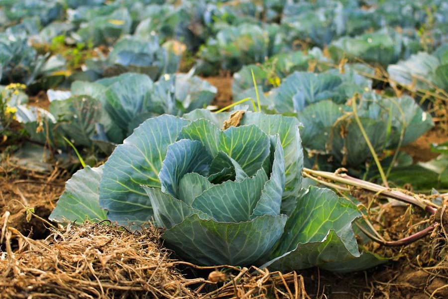 Evaluation of Sprayers For Cabbage Pest Control